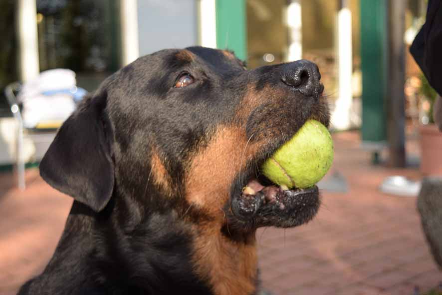 Lausbub Azat.JPG (886 x 591)